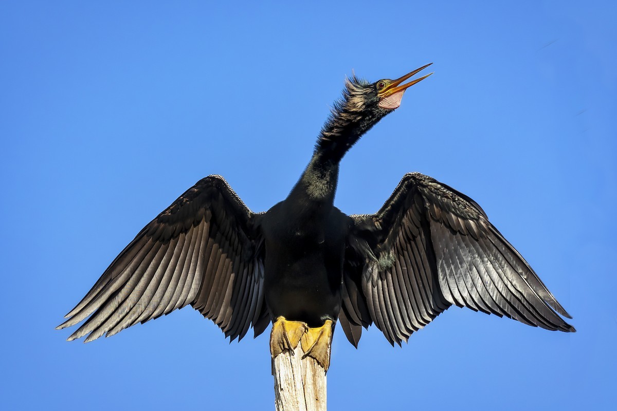 Anhinga d'Amérique - ML393082441