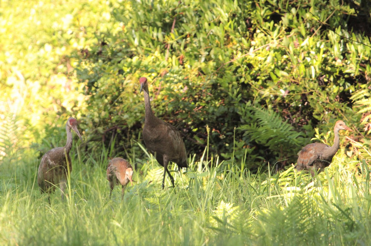 Sandhill Crane - ML393082571