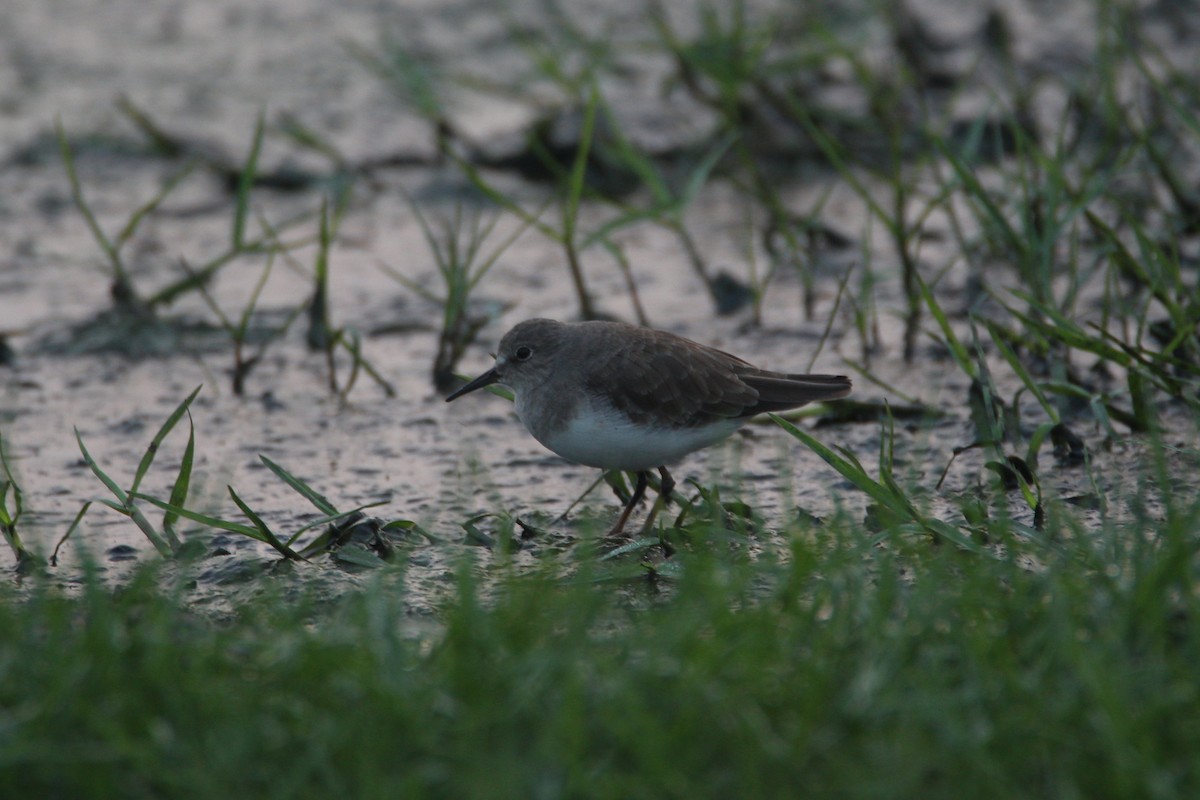 Temminck's Stint - ML39308271