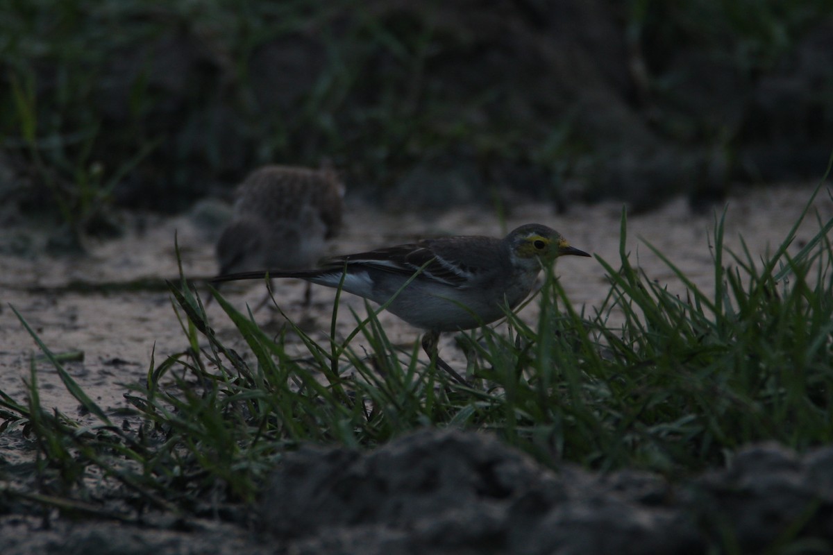 Citrine Wagtail - ML39308281