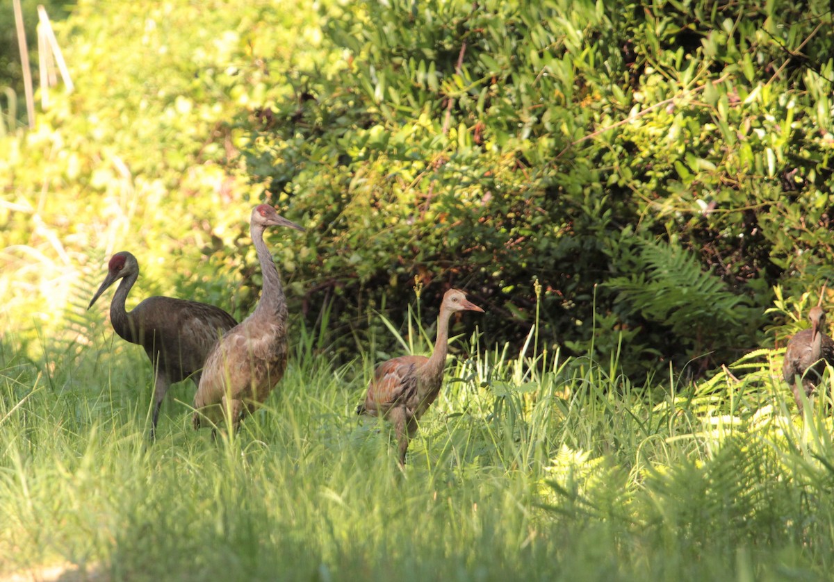 Sandhill Crane - ML393082951