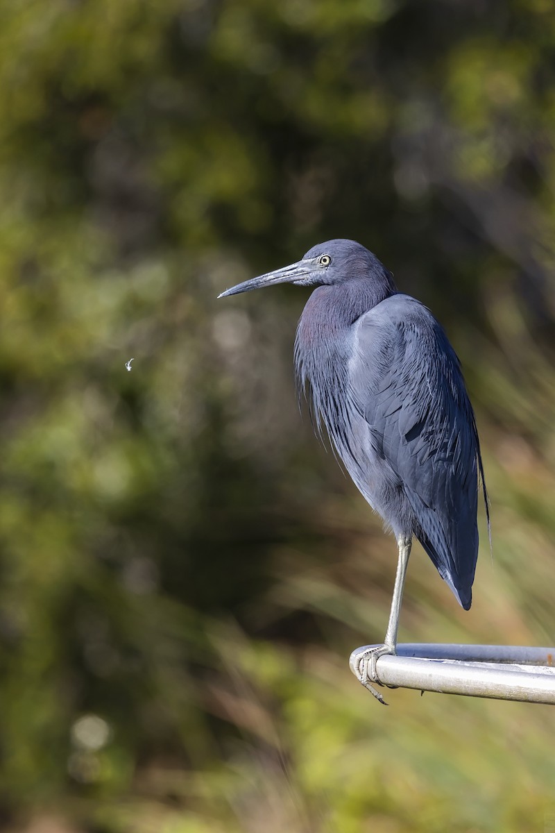 Little Blue Heron - ML393083321