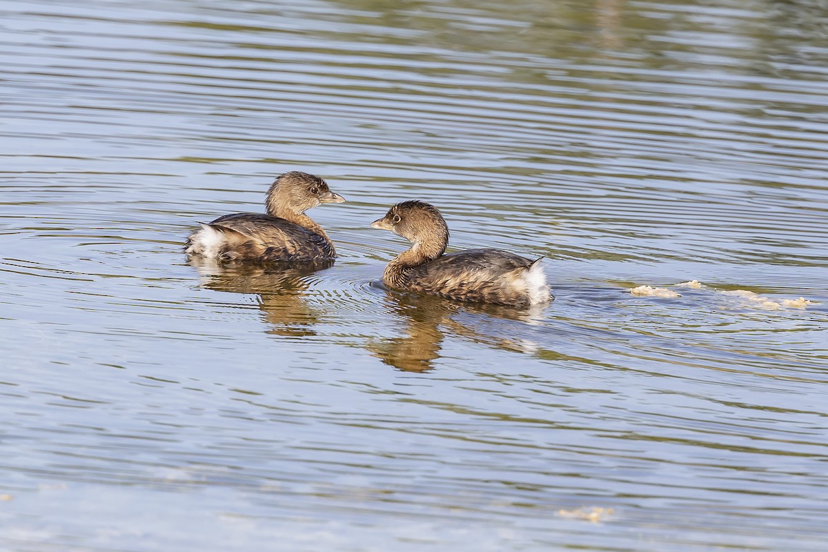 Pied-billed Grebe - ML393083381