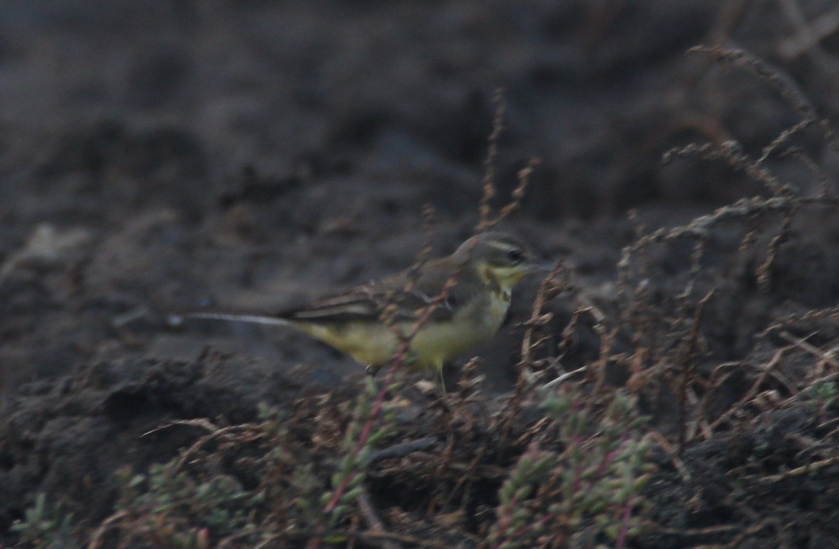 Western Yellow Wagtail - ML39308361