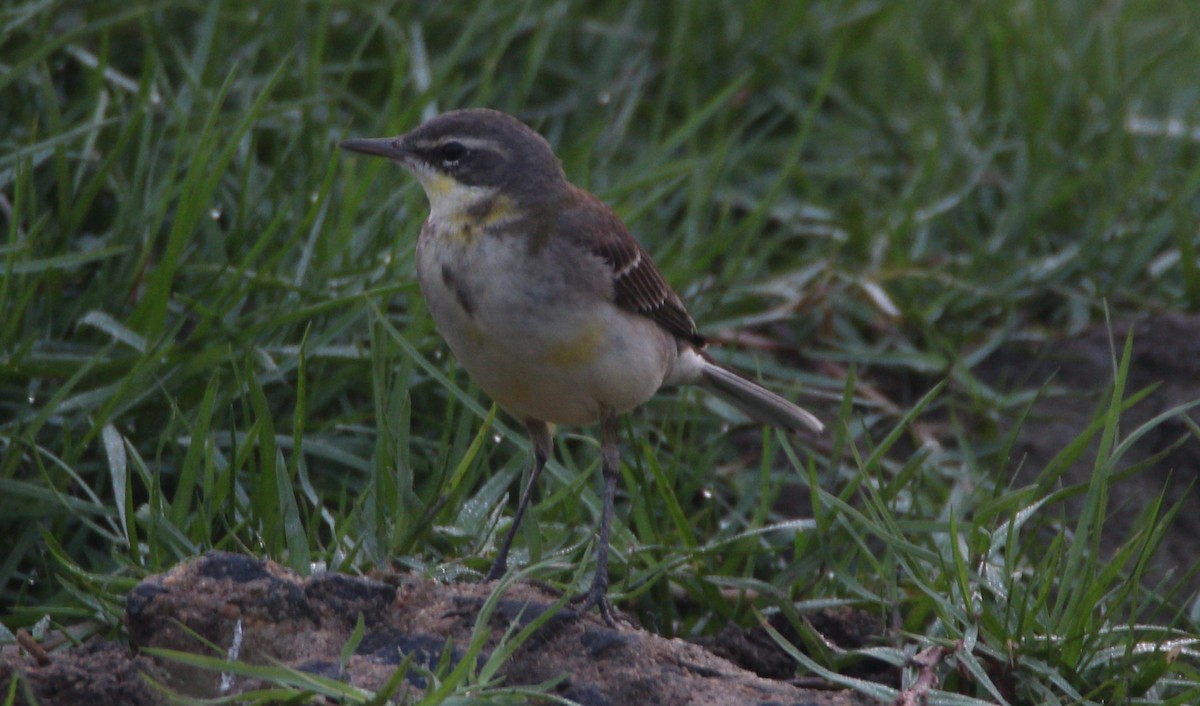 Western Yellow Wagtail - ML39308371