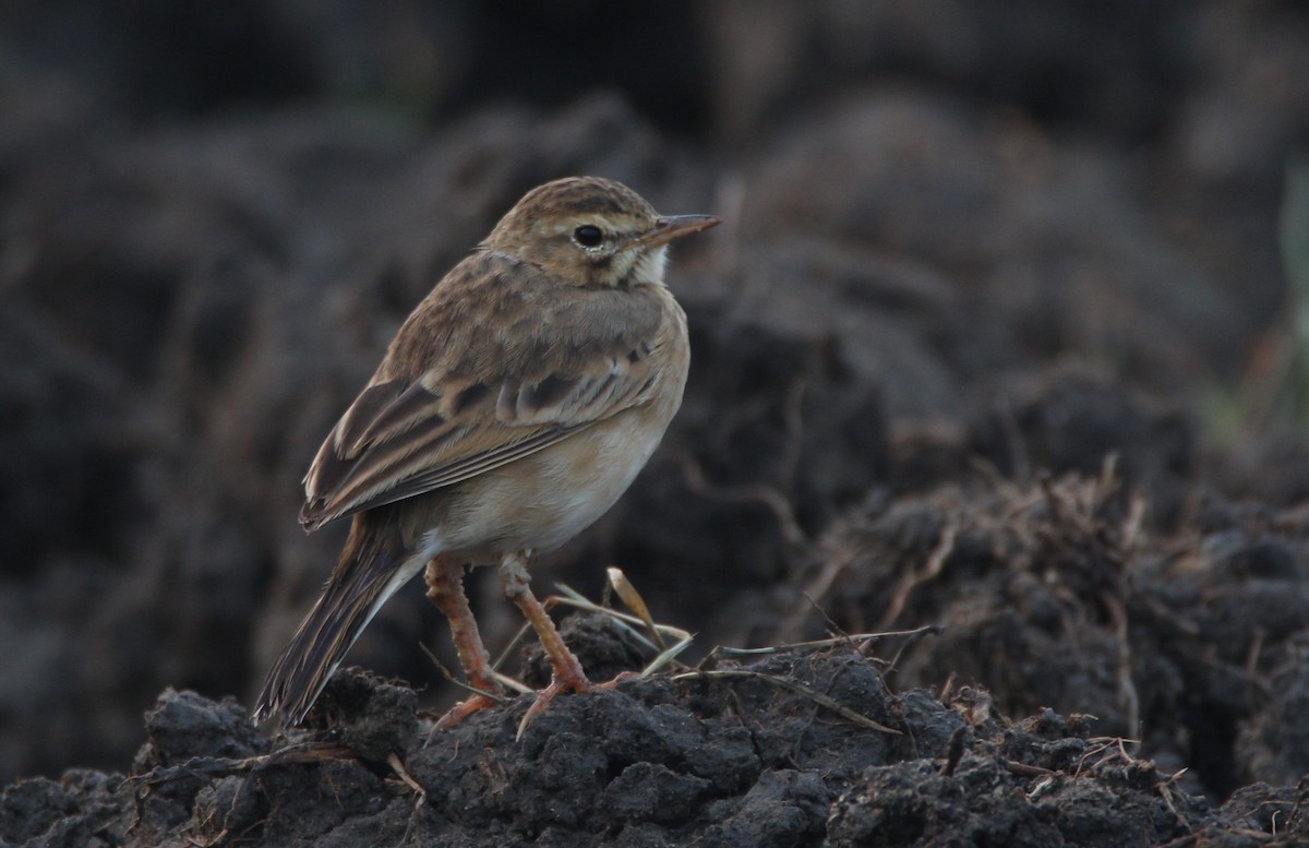 Paddyfield Pipit - ML39308411