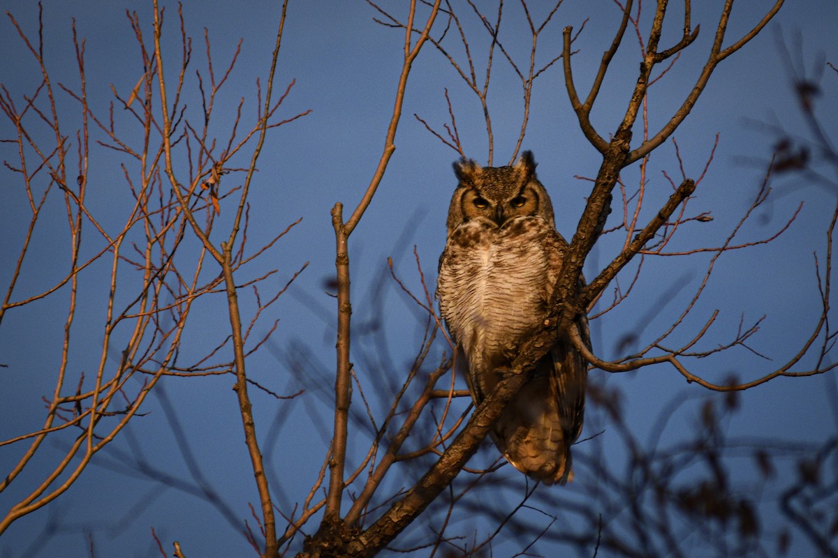 Great Horned Owl - Noah Price