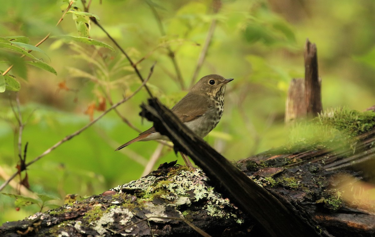 Hermit Thrush - ML393086221