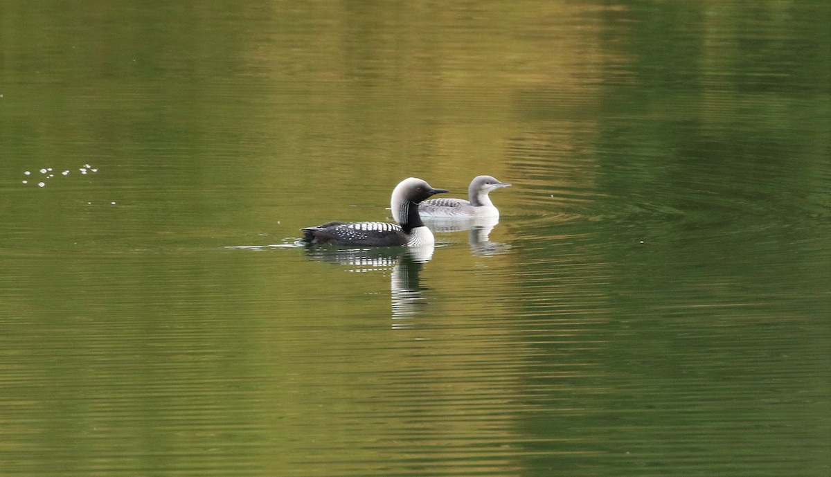 Pacific Loon - Ben Limle