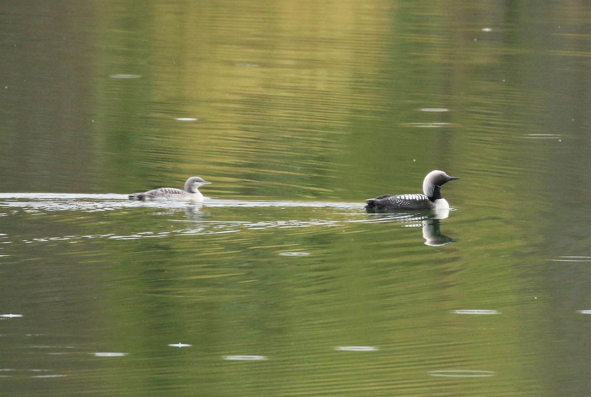 Pacific Loon - Ben Limle