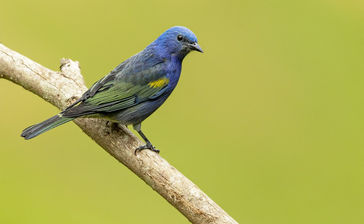 Golden-chevroned Tanager - ML393088381