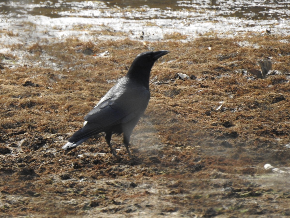 American Crow - ML393090461