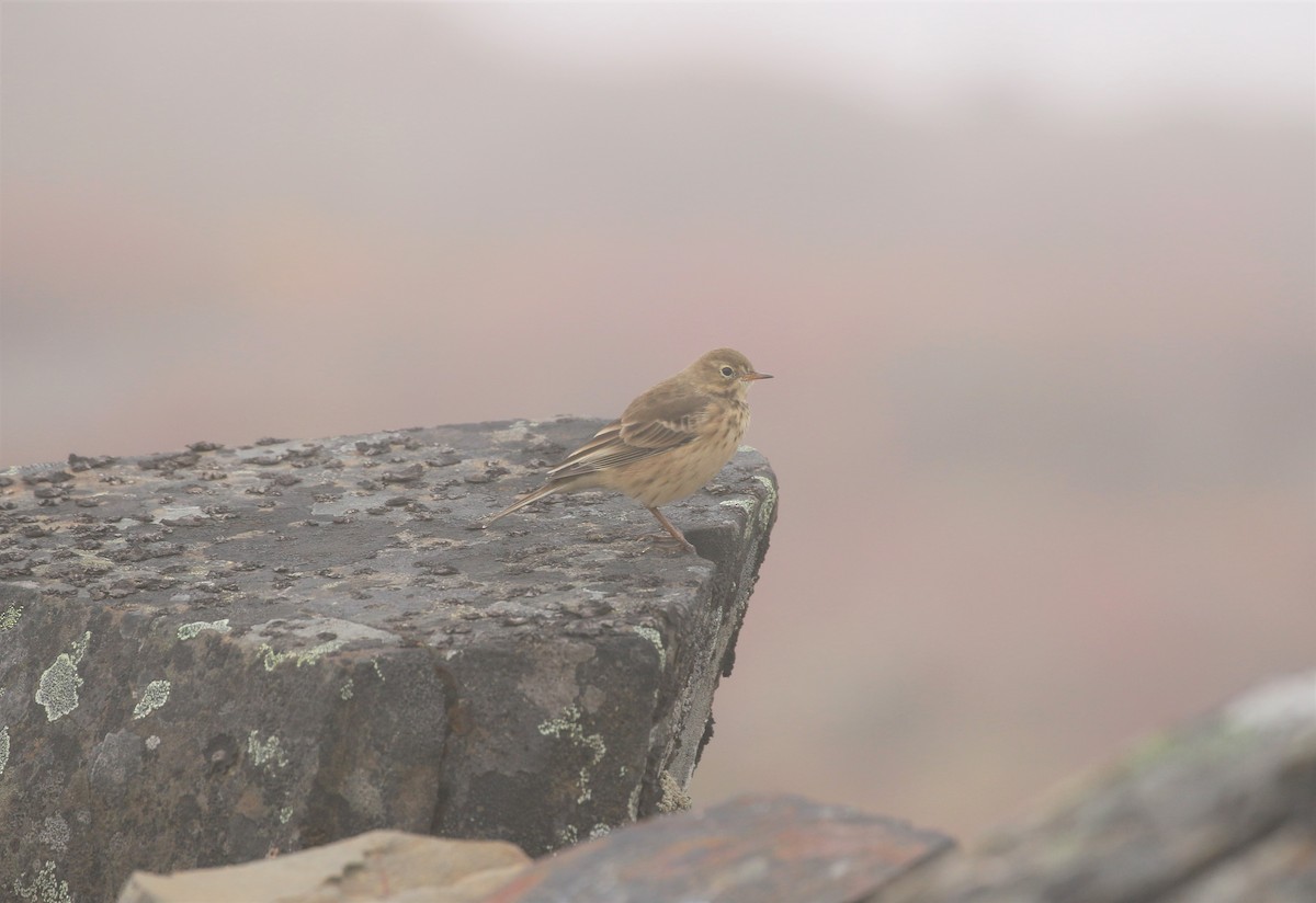 Pipit d'Amérique - ML393090791