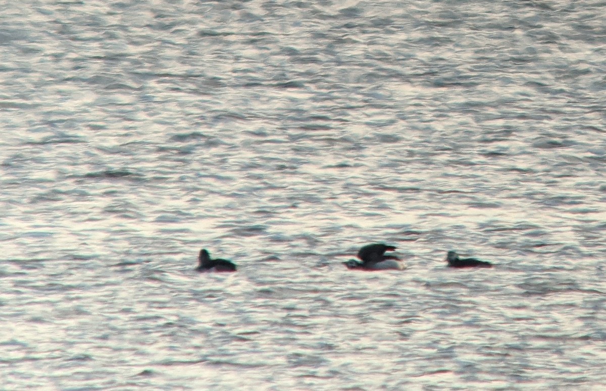 Long-tailed Duck - ML393091401