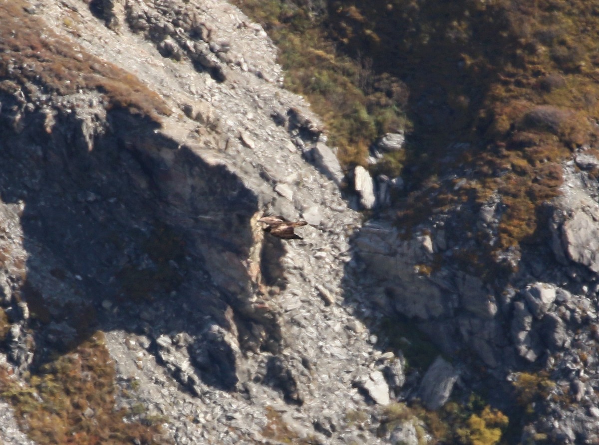 Águila Real - ML393091691