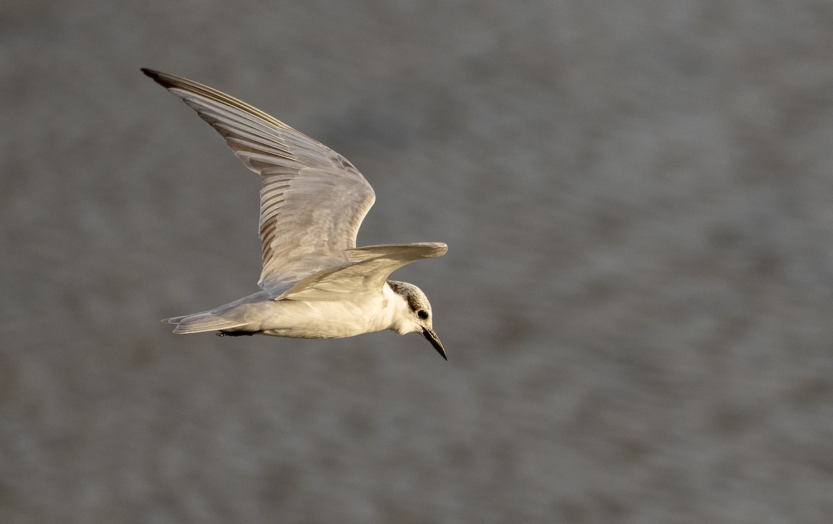 Цагаан шанаат хараалай - ML393092131