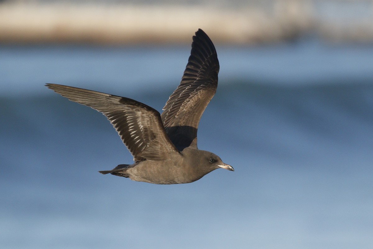 Heermann's Gull - Ted Keyel