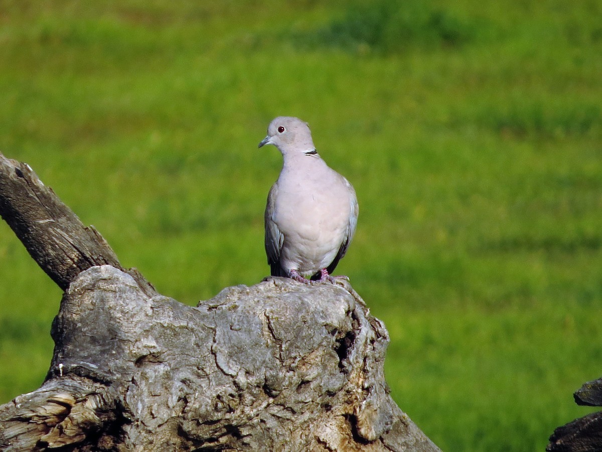 Eurasian Collared-Dove - ML393093151