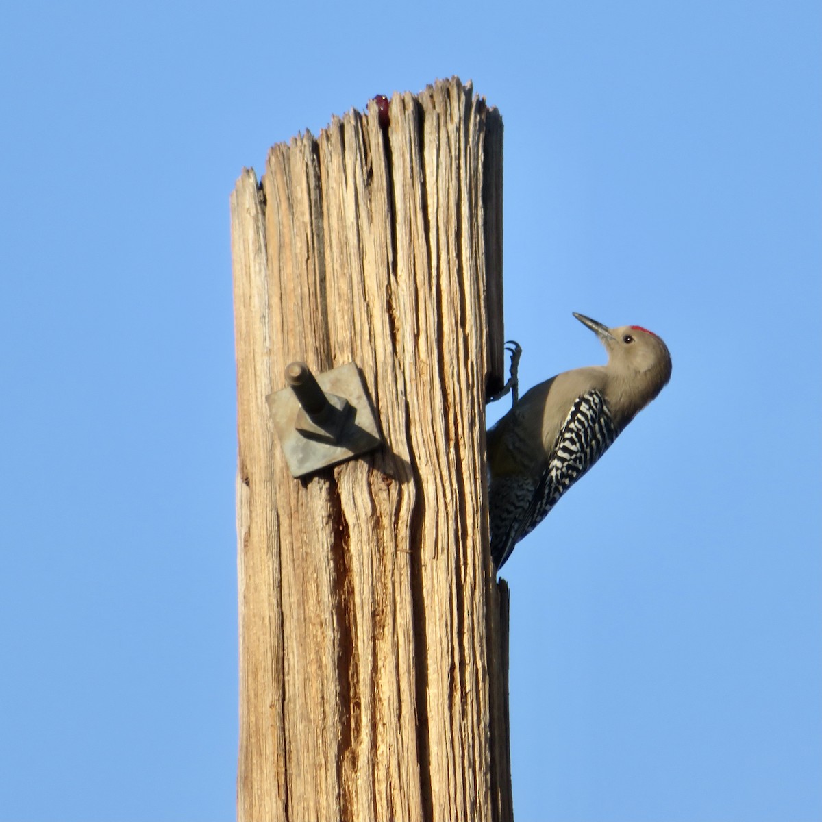 Pic des saguaros - ML393094141