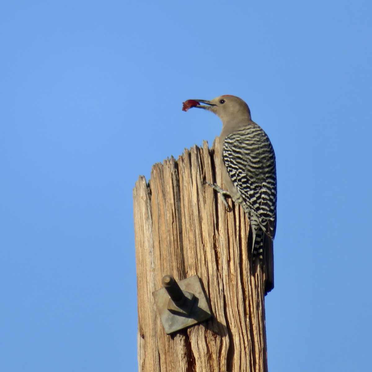 Gila Woodpecker - Anita Toney