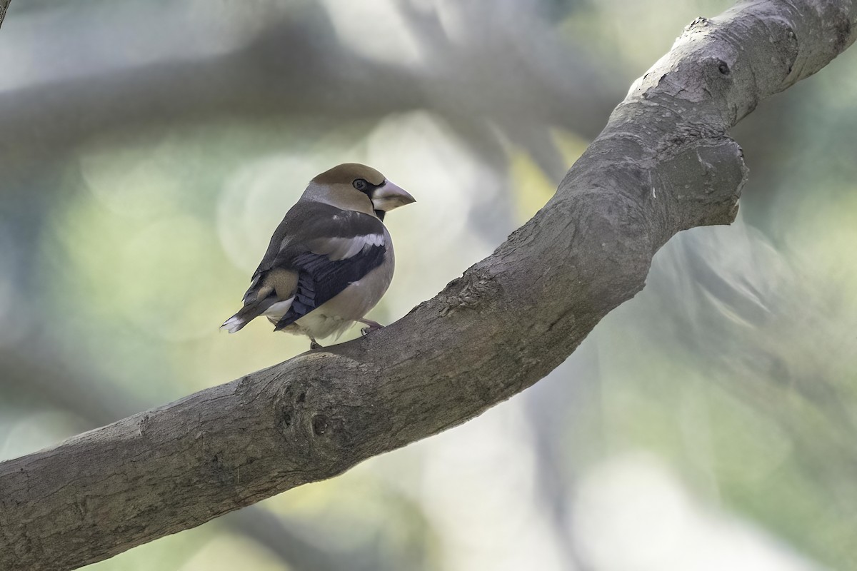 Hawfinch - ML393095261