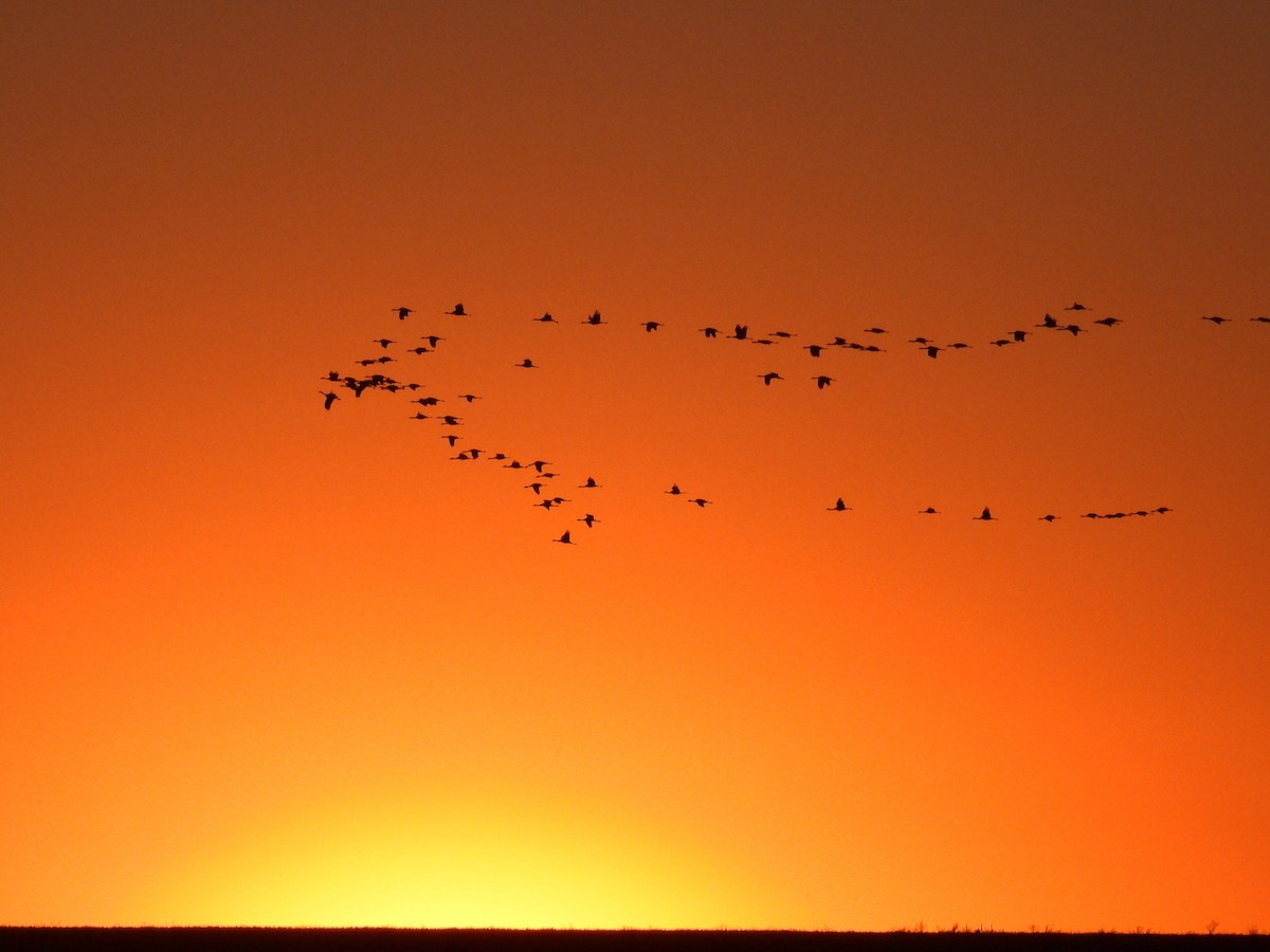 Sandhill Crane - ML393096231