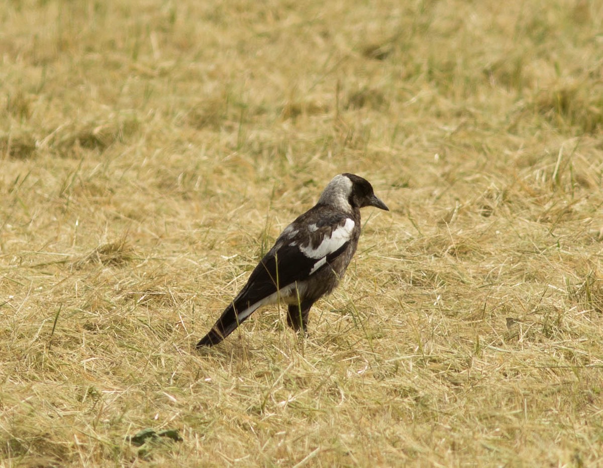 Australian Magpie (Black-backed x White-backed) - ML39309681