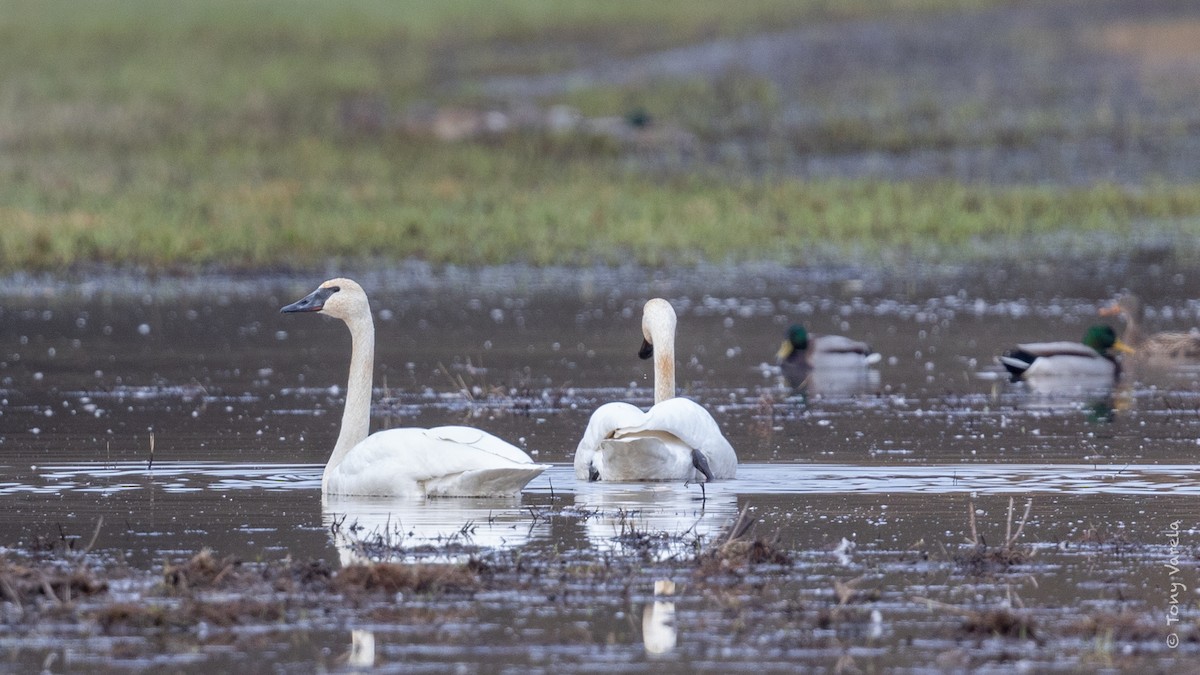 Trumpeter Swan - Tony V