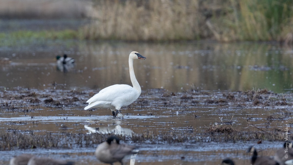 Trumpeter Swan - ML393098341