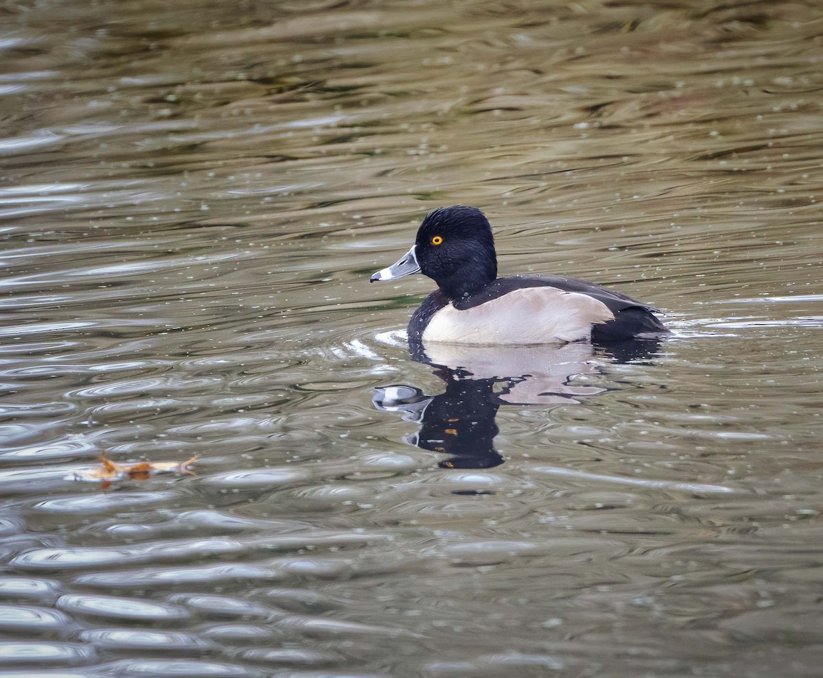 Ring-necked Duck - ML393098661