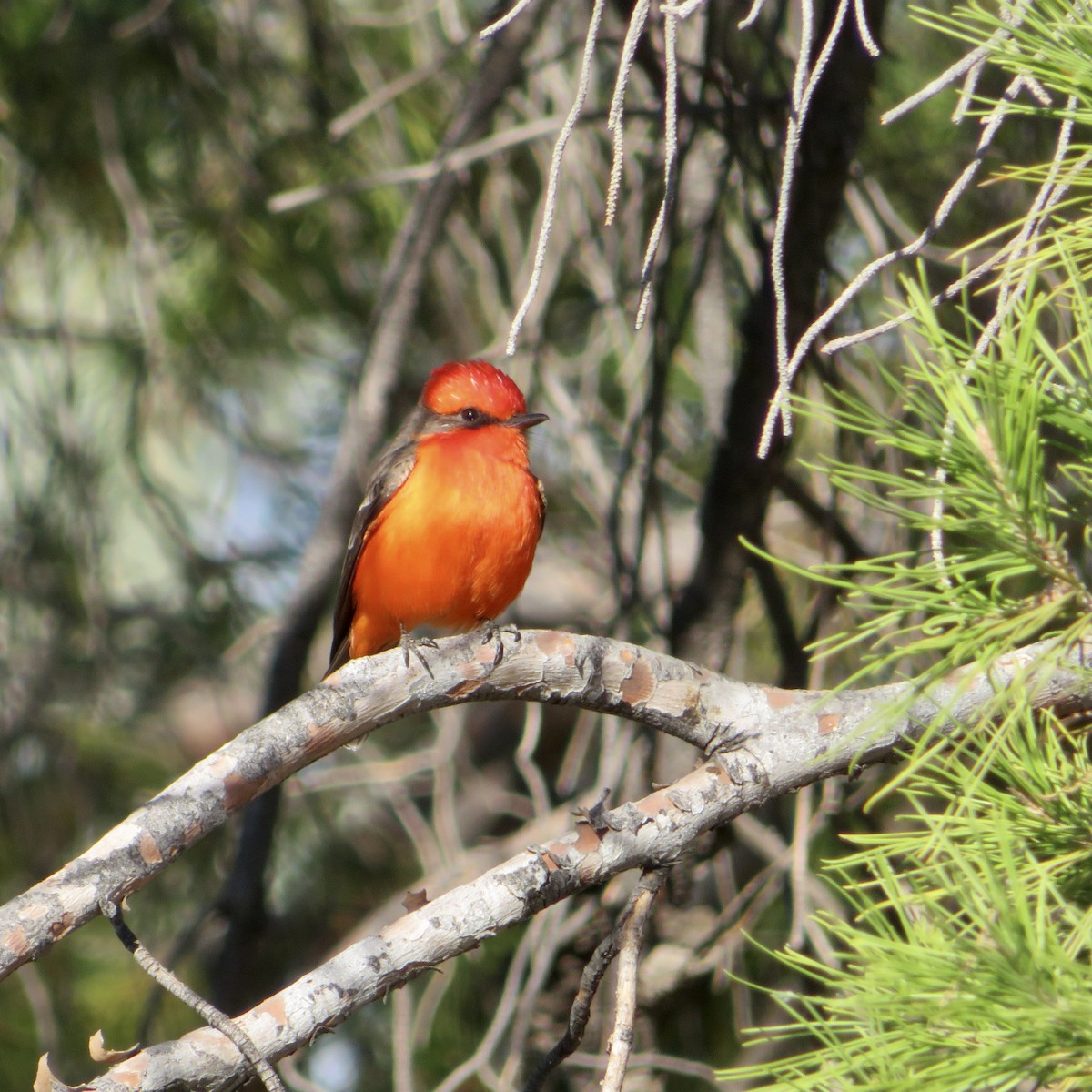 Vermilion Flycatcher - ML393099001