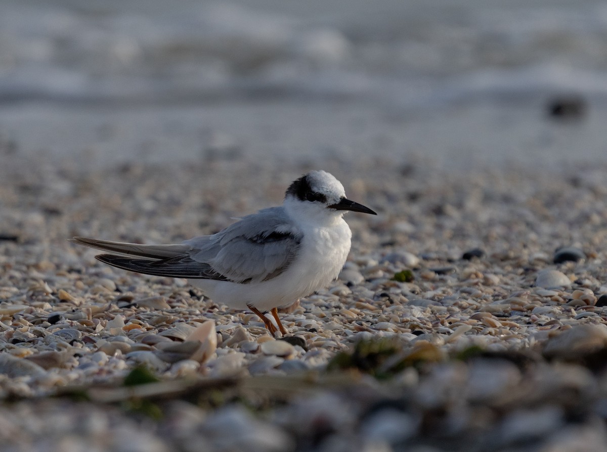 Little Tern - ML393100501