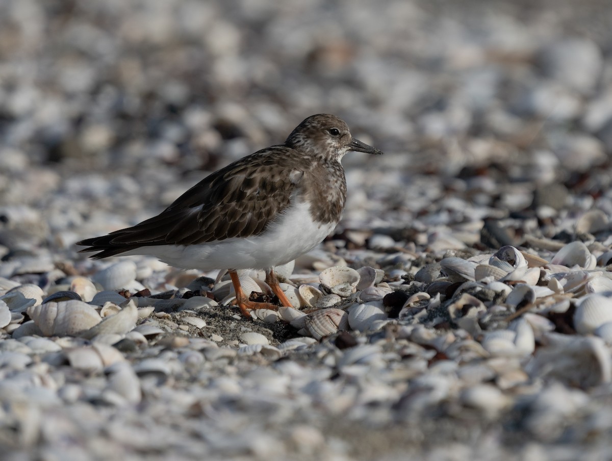 Ruddy Turnstone - Mike Vincent