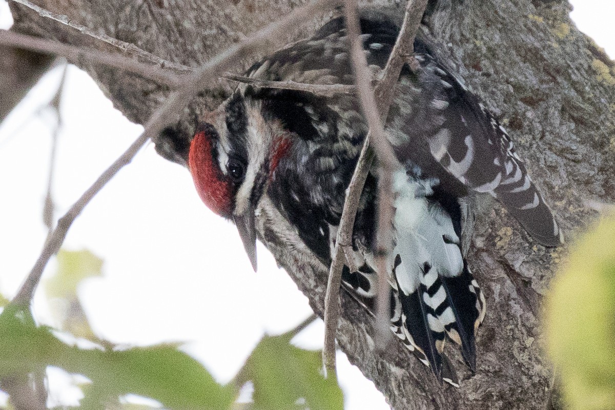 Red-naped Sapsucker - ML39310081