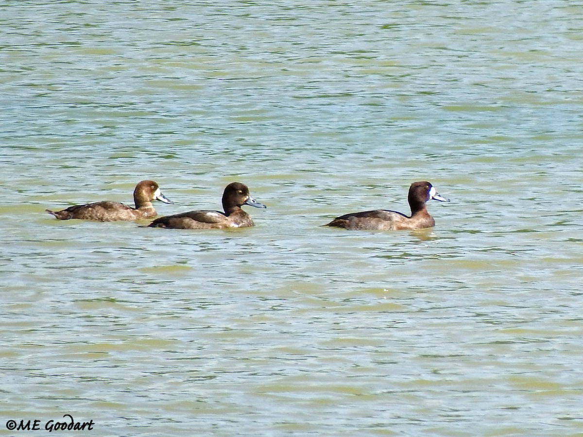 Lesser Scaup - ML393101971