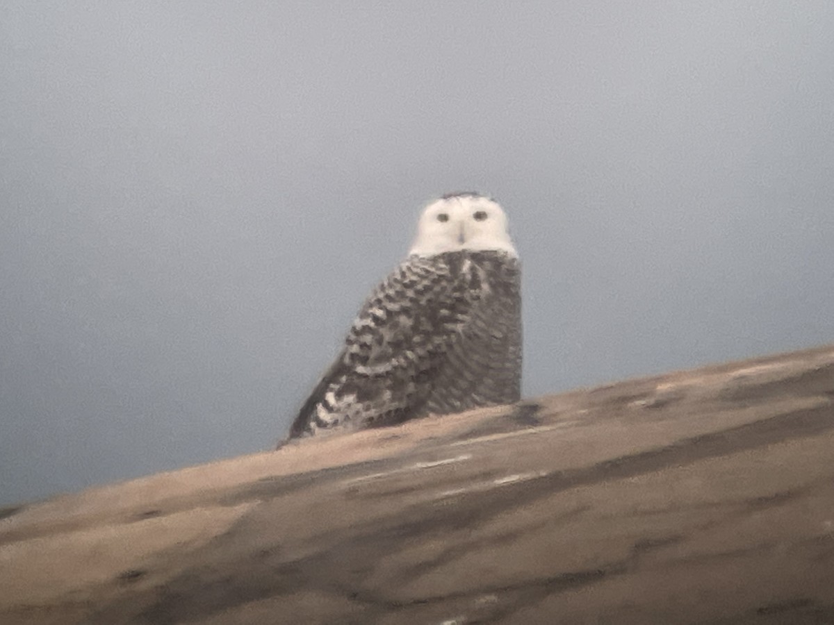 Snowy Owl - ML393103881