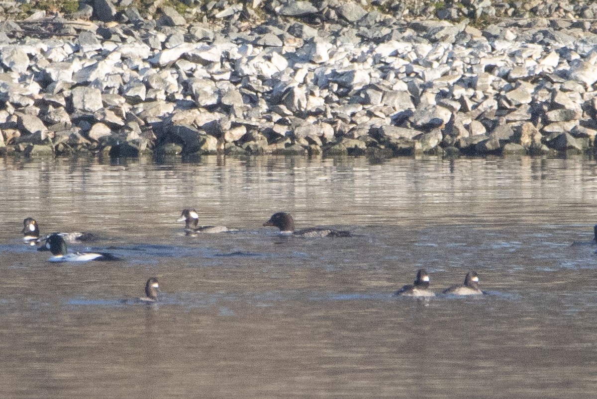 Barrow's Goldeneye - ML393103931