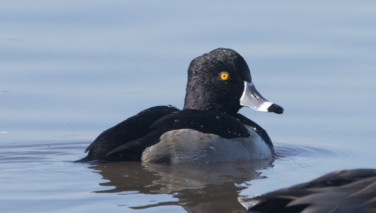 Ring-necked Duck - ML393104761