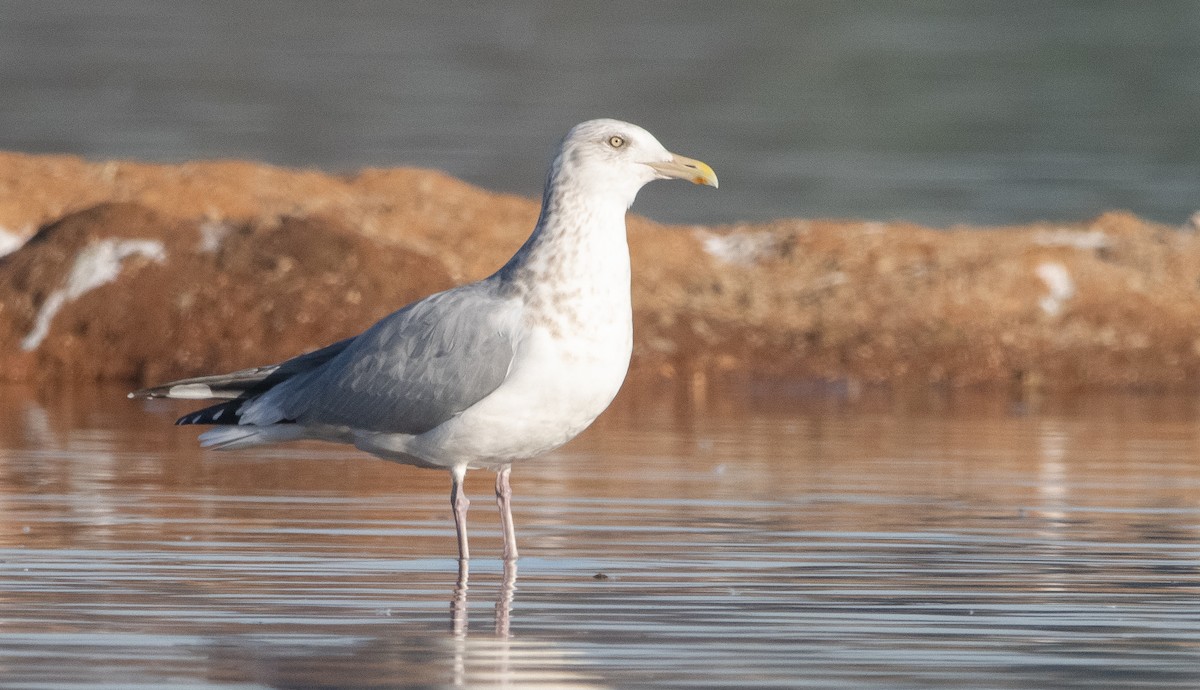 Herring Gull (American) - Liam Huber