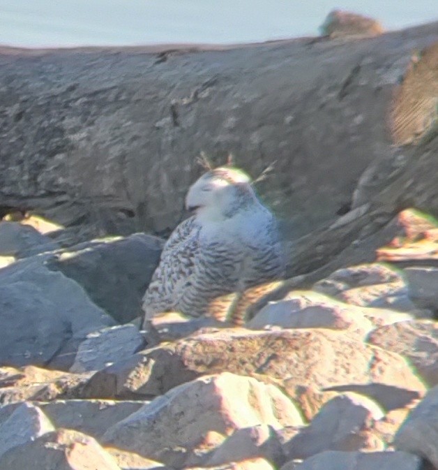 Snowy Owl - ML393105191