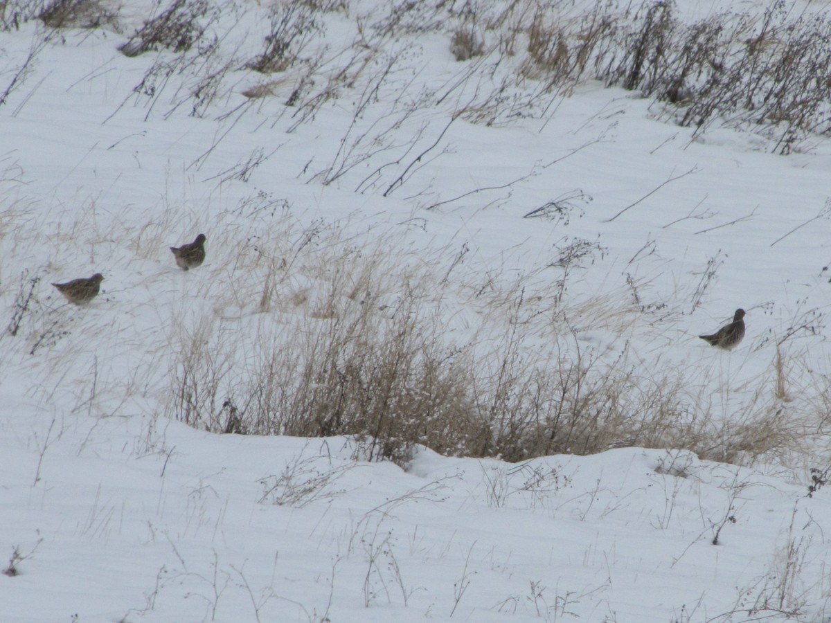 Gray Partridge - Jeffrey Timmer