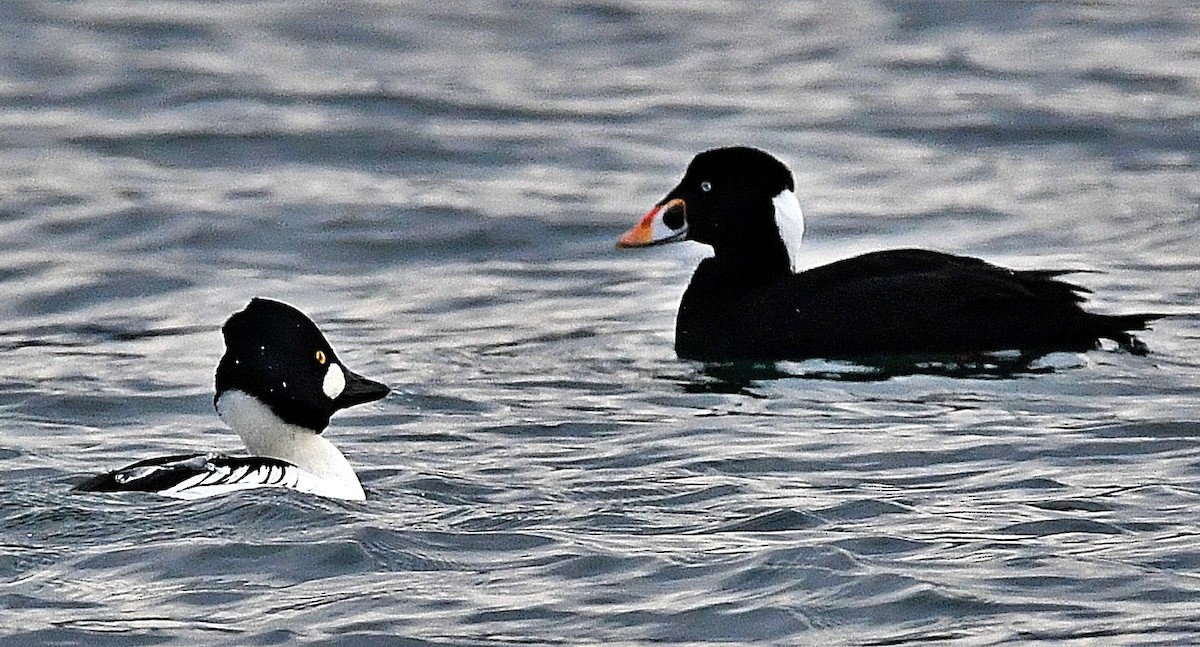 Common Goldeneye - ML393106631