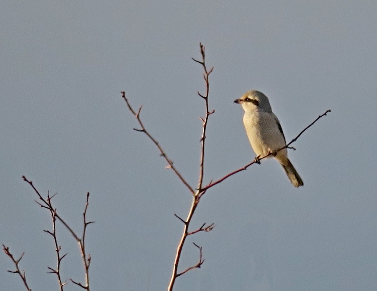 Northern Shrike - Hank Heiberg