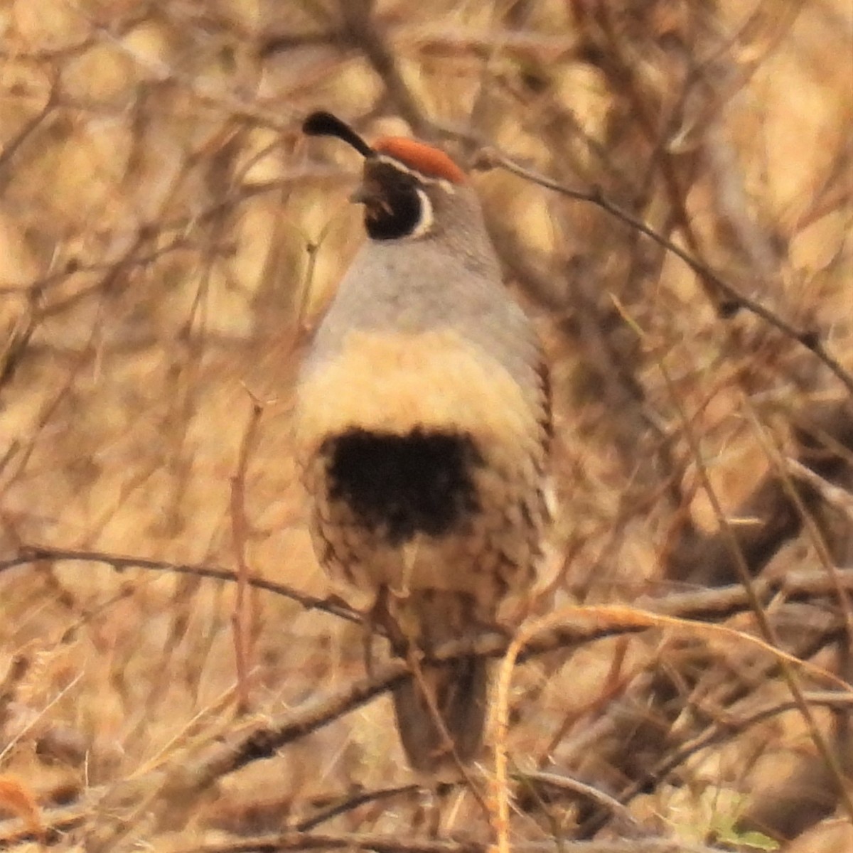 Gambel's Quail - Jeanne Tinsman