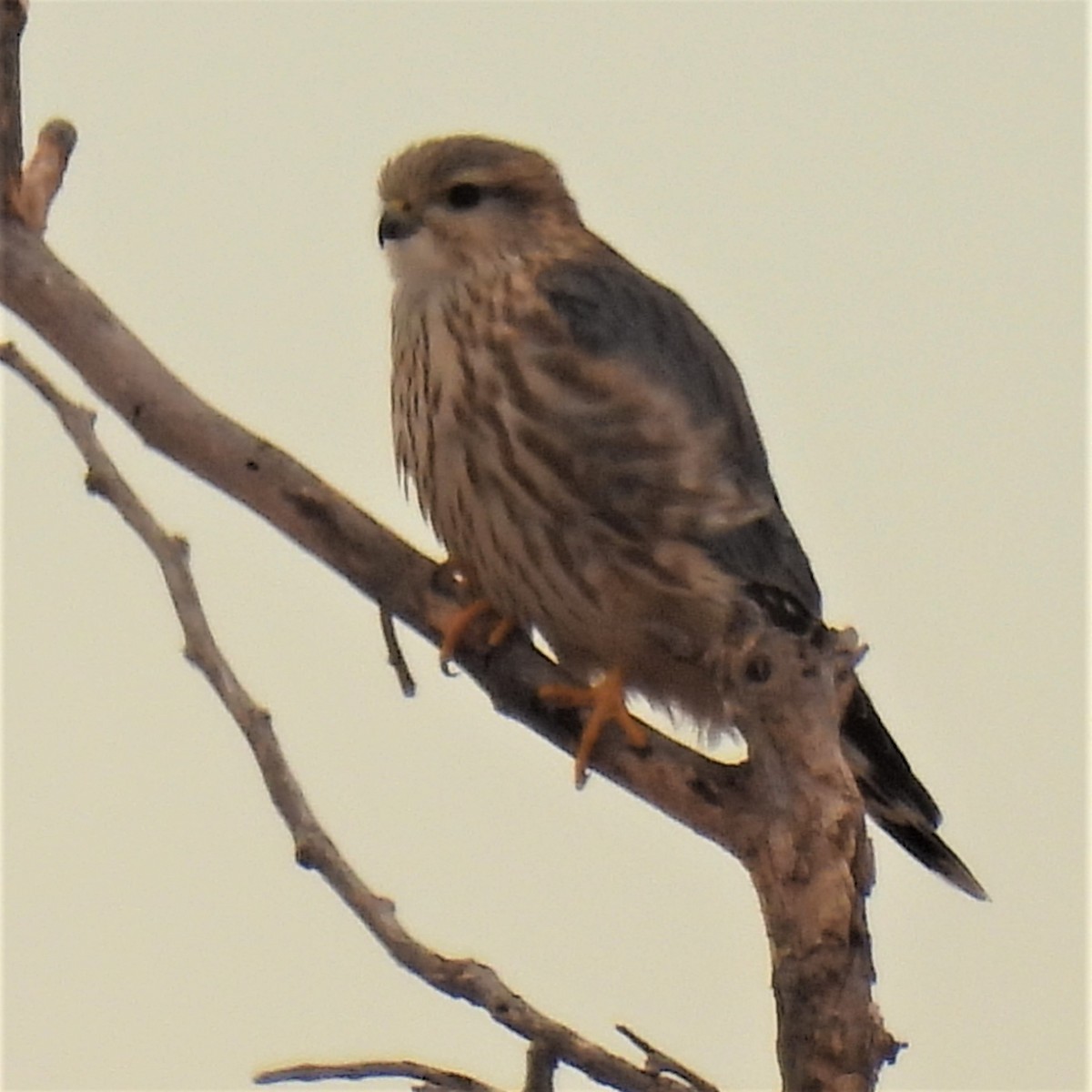 Merlin (Prairie) - Jeanne Tinsman