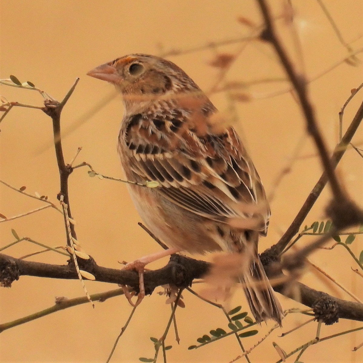 Grasshopper Sparrow - ML393108931