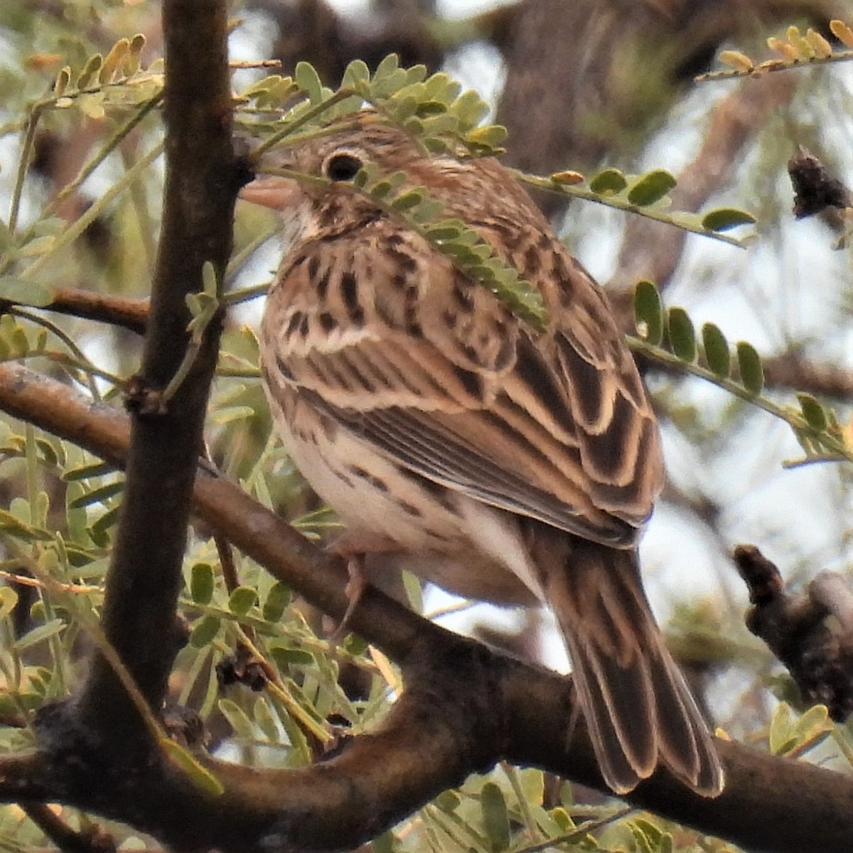 Vesper Sparrow - Jeanne Tinsman