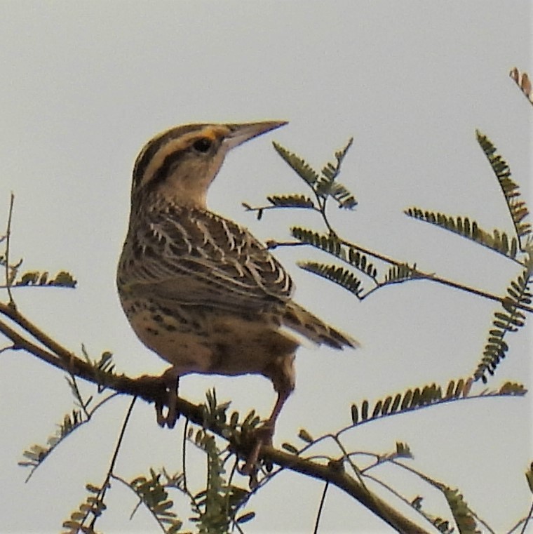 Chihuahuan Meadowlark - Jeanne Tinsman