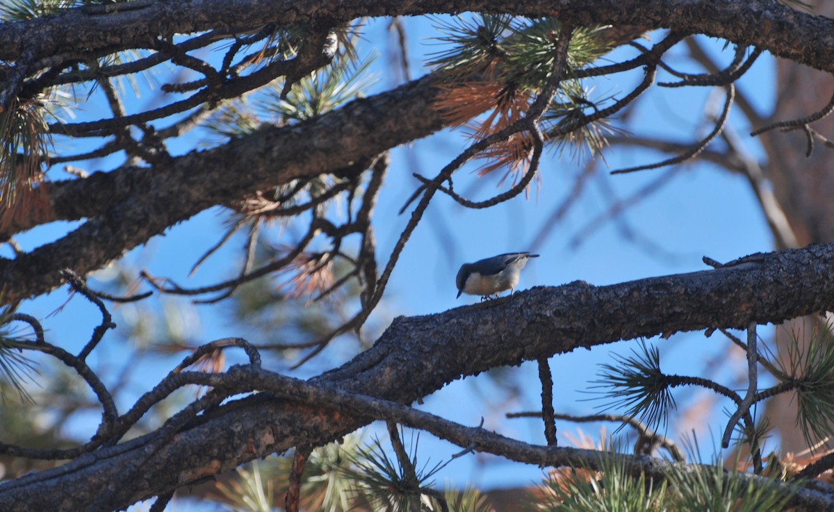 Pygmy Nuthatch - ML393109291