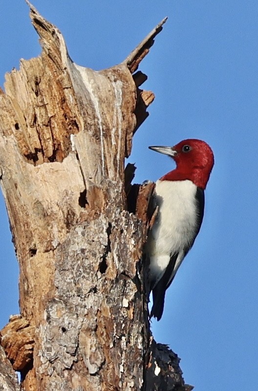 Red-headed Woodpecker - Stella M